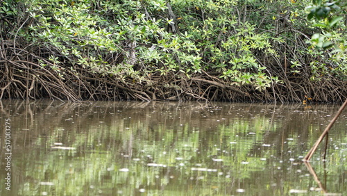 Roots of a mangrove forest in a marsh in Tamarindo  Costa Rica