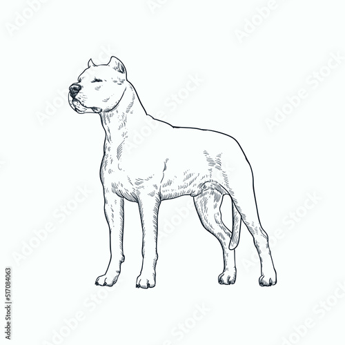 Vintage hand drawn sketch Dogo Argentino dog