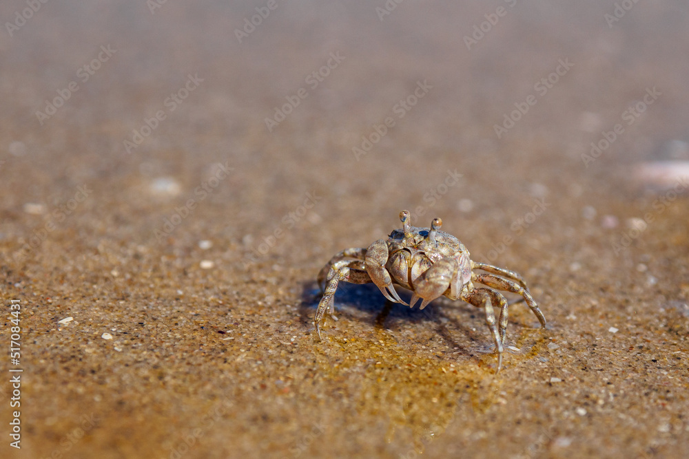 small crab on the beach