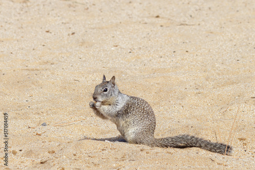 squirrel eating nut on the beach