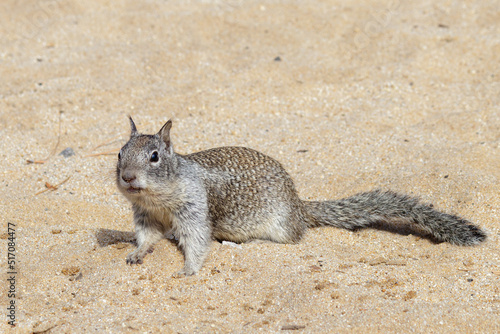 squirrel running on the beach