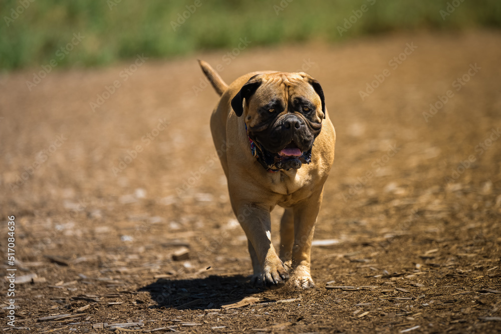 2022-07-14 A LARGE FAWN COLORED BULLMASTIFF WITH PIERCING EYES WALKING ON A WOOD CHIP PATH AT THE OFF LEASH DOG AREA AT THE MARYMOOR PARK IN REDMOND WASHINGTON