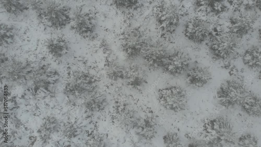 Drone video of snow covered pine forest in Edith, New South Wales, Australia Drone video of snow covered pine forest in Edith, New South Wales, Australia