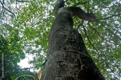 Collection of rare Indonesian tropical forest plants in the arboretum of Manggala wana bakti. 
Hymenaea courbaril  L, Locust, locust