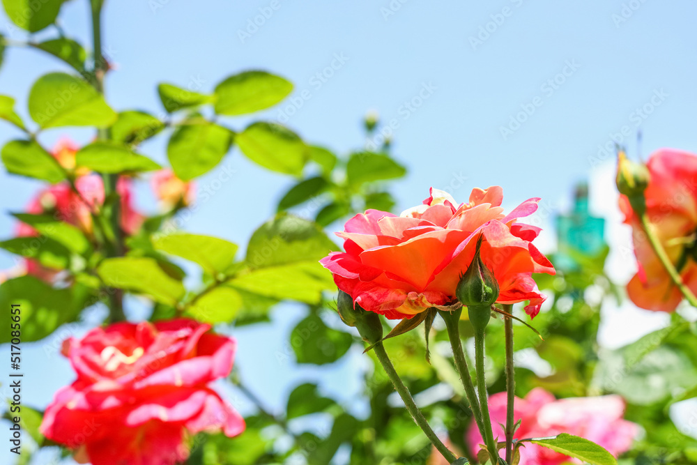 Branch with beautiful blooming roses in garden on sky background