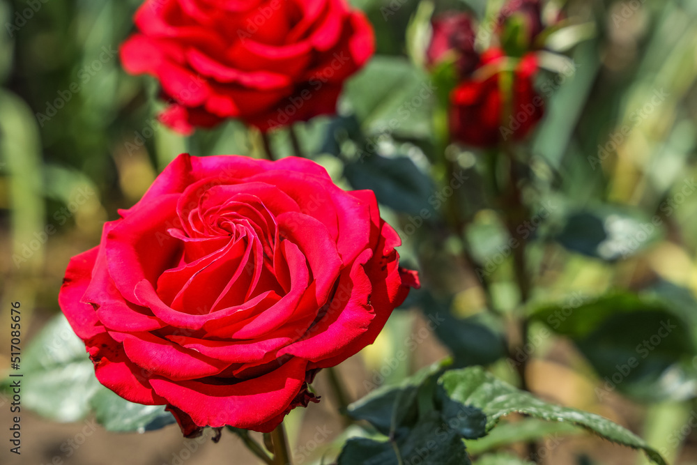 Closeup view of beautiful red roses in garden on sunny day Closeup view of beautiful red roses in garden on sunny day