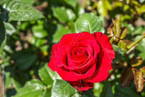 Beautiful red rose flower in garden on sunny day  closeup