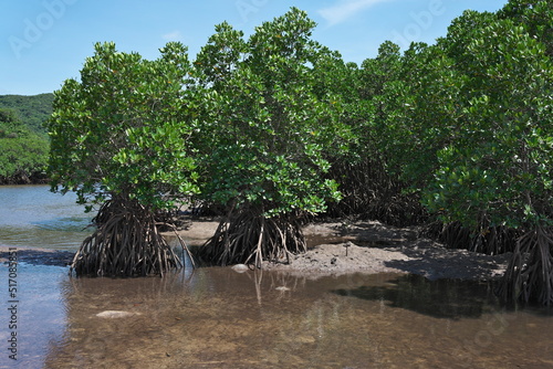 Okinawa,Japan - July 3, 2022: Mangrove forest along Fukido river in Ishigaki island, Okinawa, Japan 
