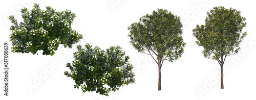The shrub has flowers, and the tree has flowers on a white background.