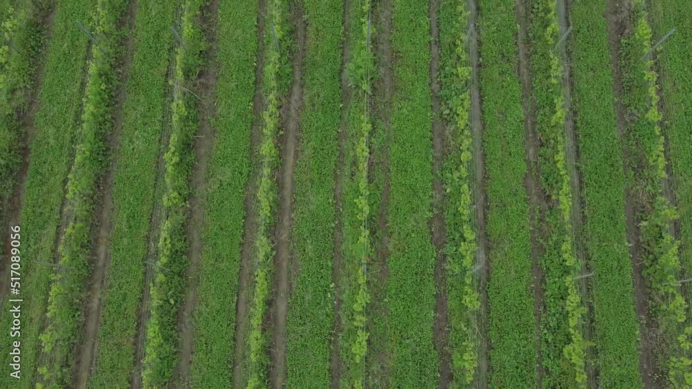 4k Aerial view of green fields of eco farmland on summer day irrl. Top picture of rows of cultivated plants grow in fields outdoors in warm season. Photographer uses drone to capture small farm with 4k Aerial view of green fields of eco farmland on summer day irrl. Top picture of rows of cultivated plants grow in fields outdoors in warm season. Photographer uses drone to capture small farm with