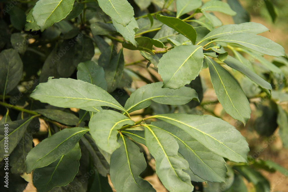 Yerba mate production in southern Brazil (erva-mate de chimarrão) Yerba mate production in southern Brazil (erva-mate de chimarrão)