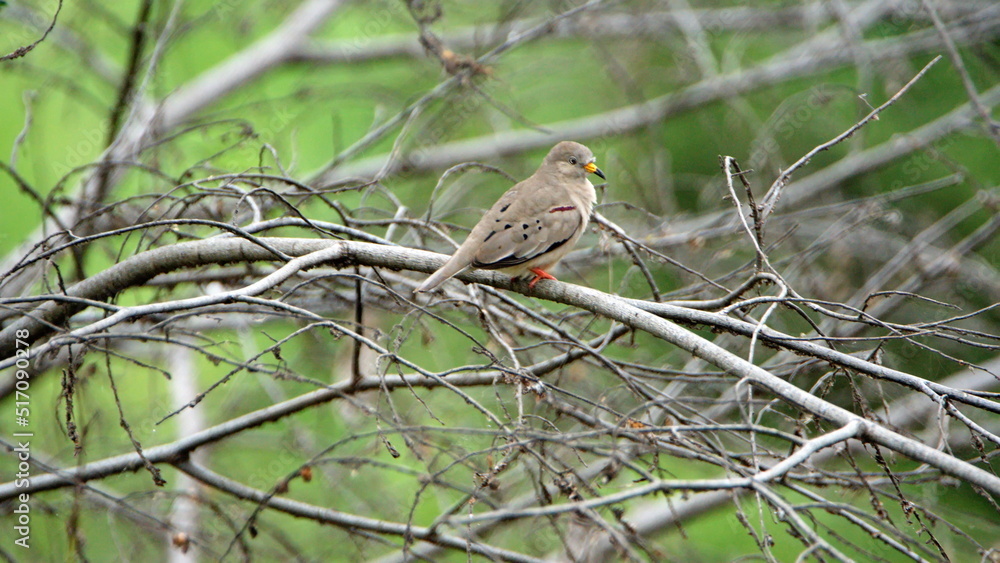 Croaking ground dove (Columbina cruziana) perched in a tree in the La Segua Wetlands near Chone, Ecuador