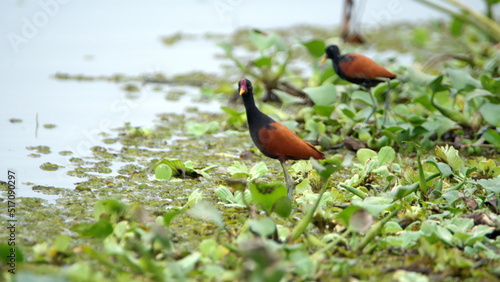 Wattled jacanas (Jacana jacana) wading in the La Segua Wetlands near Chone, Ecuador photo