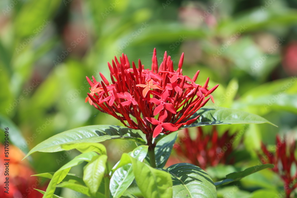 Cambodia. Ixora chinensis, commonly known as Chinese ixora, is a species of plant of the genus Ixora. Cambodia. Ixora chinensis, commonly known as Chinese ixora, is a species of plant of the genus Ixora.