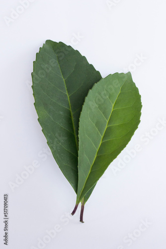 Canvas Print Herb background for mate and yerba mate leaves