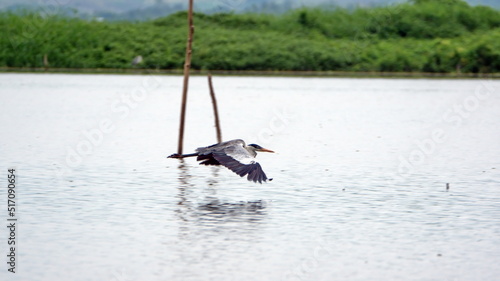 Cocoi heron (Ardea cocoi) in flight in the La Segua Wetlands near Chone, Ecuador