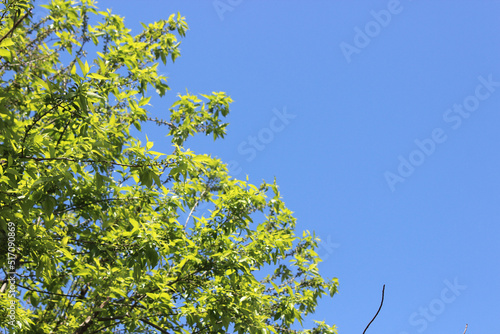 Green leaves on blue sky