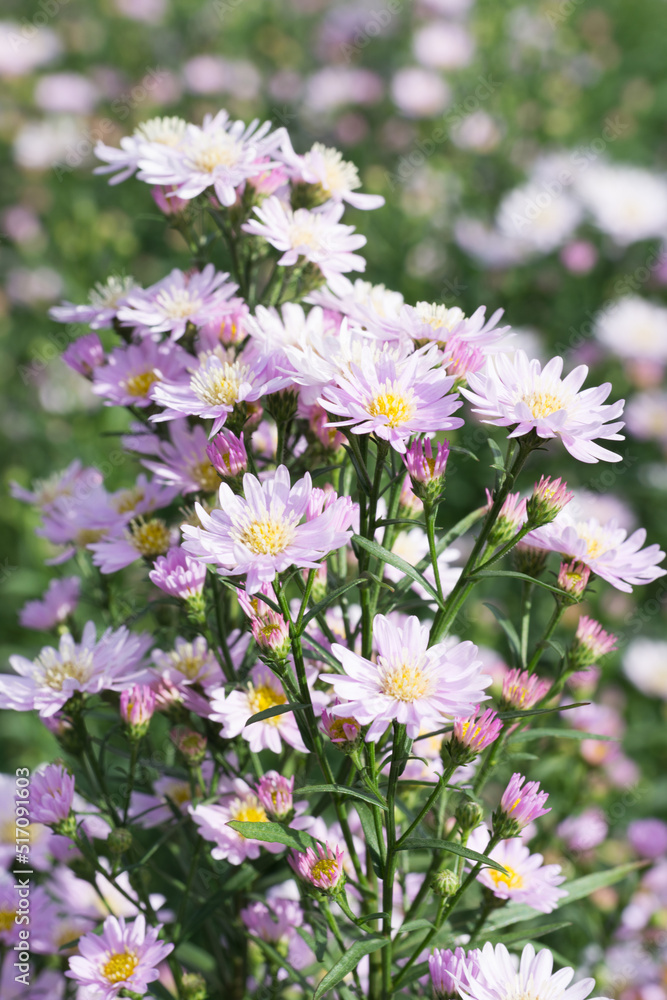 Bright pink Aster Amellus on a sunny day in vertical composition. Bright pink Aster Amellus on a sunny day in vertical composition.