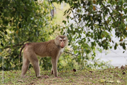 Northern Pig-tailed Macaque (Macaca leonina) Short, gray or brown fur quite long page The hair on the head is short, gray or brown, and the hair on the underside of the belly is pale to almost white.  © Yhamdee studios 