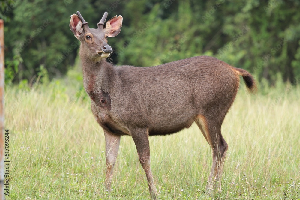 Sambar Deer (Rusa unicolor) The fur is grayish-brown to light yellow. The hair on the belly and buttocks grows wider than the rest and the hair is lighter on the back. The tail is bushy, rather short. Sambar Deer (Rusa unicolor) The fur is grayish-brown to light yellow. The hair on the belly and buttocks grows wider than the rest and the hair is lighter on the back. The tail is bushy, rather short.