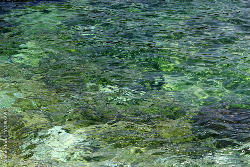 Green algae on the Mediterranean coast