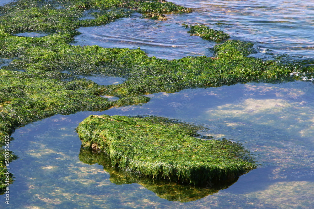 Green algae on the Mediterranean coast