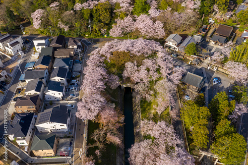 Zeze Shiga Prefecture in Japan, Sakura Blooming along Biwako Canal photo