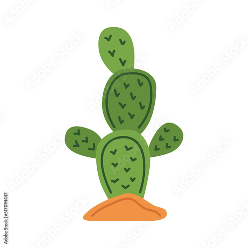 cactu plant desert