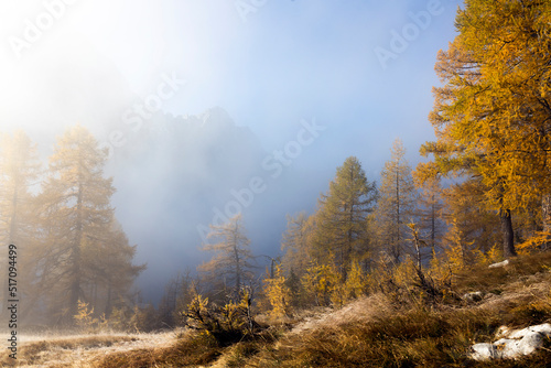 Background of European Alps in Autumn Colours of Larch Trees Shining in Morning Mist - Sleme, Julian Alps Slovenia
