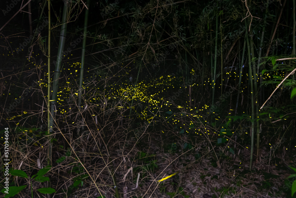 Fireflies in Bamboo Forest in Japan Fireflies in Bamboo Forest in Japan