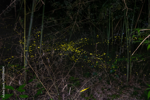 Fireflies in Bamboo Forest in Japan