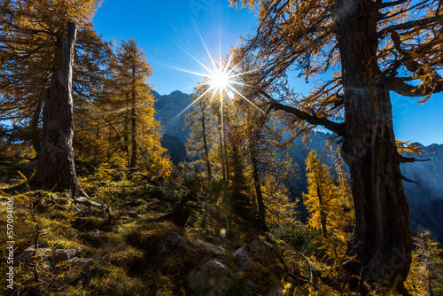 Sunlight trough Autumn Coloured Larch Trees in Julian Alps, Sleme Plateau, Slovenia photo