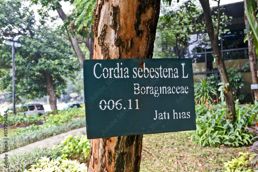 Collection of rare Indonesian tropical forest plants in the arboretum of Manggala wana bakti. 
jati emas/ jati hias (Cordia Sebestena)