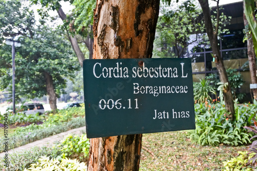 Collection of rare Indonesian tropical forest plants in the arboretum of Manggala wana bakti. 
jati emas/ jati hias (Cordia Sebestena) photo