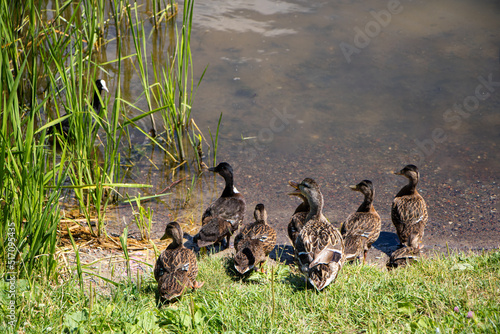 Fototapeta Naklejka Na Ścianę i Meble -  Duck and ducklings go into the water of the river.