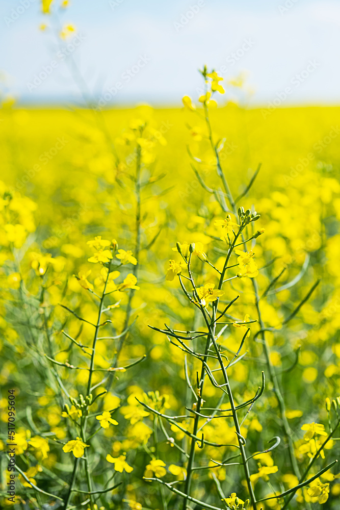 Obraz premium Rapeseed farm field. Flowering canola crop plants, selective focus. Agriculture background.