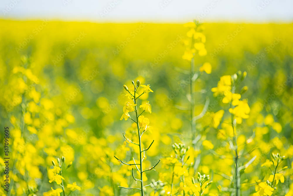 Rapeseed farm field. Flowering canola crop plants, selective focus. Agriculture background. Rapeseed farm field. Flowering canola crop plants, selective focus. Agriculture background.