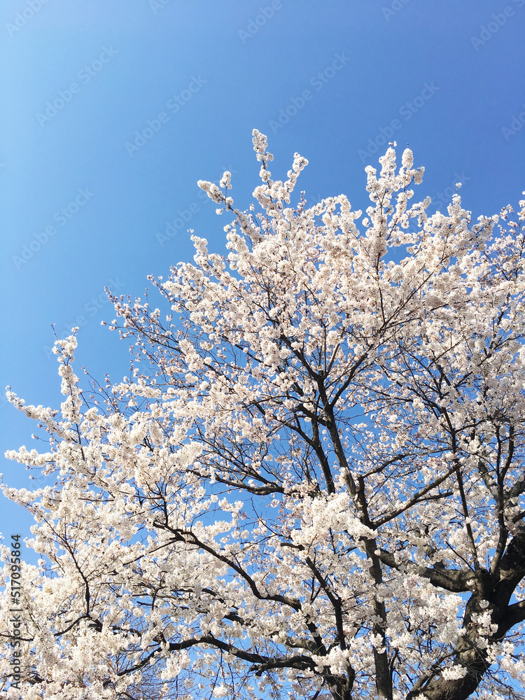 桜の木の風景