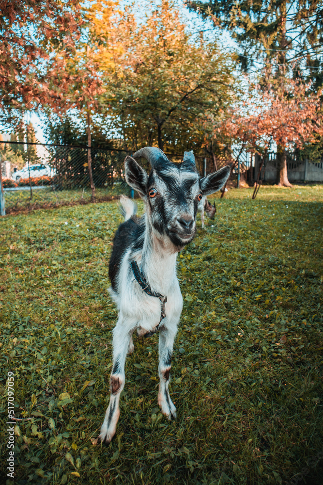 Little goat with horns is standing near the old house in village