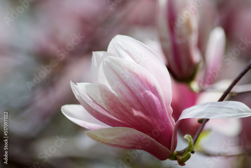 Canvas Print Marvellous Magnolia