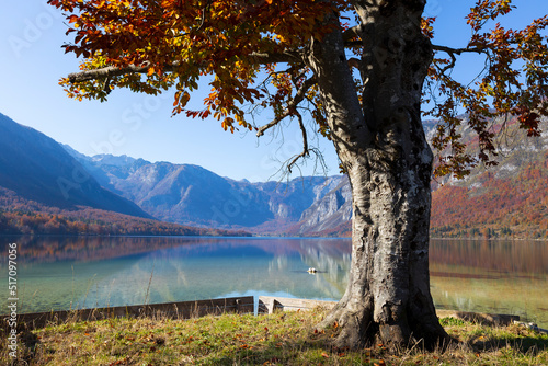 Lonely Tree on the Coast of Lake Bohinj in Autumn - Triglav National Park Slovenia European Union