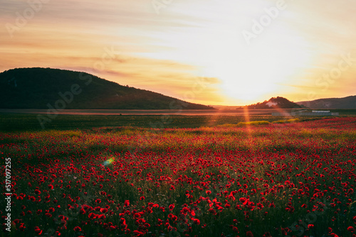 A field of blooming wild poppies in summer in the Crimea at sunset. Front view.