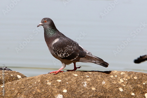 Pigeons in a city park in northern Israel © shimon