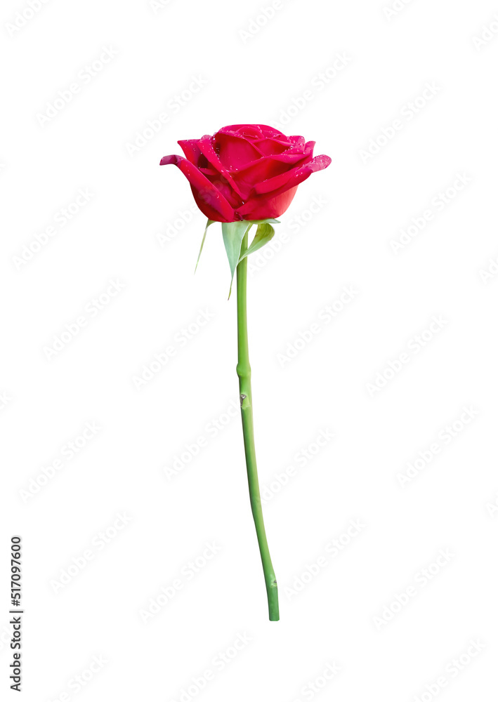 Rose red flower blooming and long green stem with water dropds isolated on white background , clipping path Rose red flower blooming and long green stem with water dropds isolated on white background , clipping path