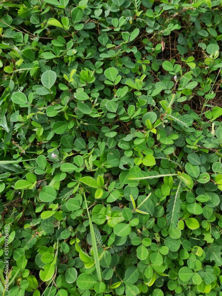 abstract background of green grass leaves abstract background of green grass leaves