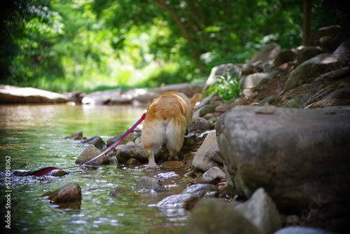 This Welsh Corgi Pembroke is my dog.
