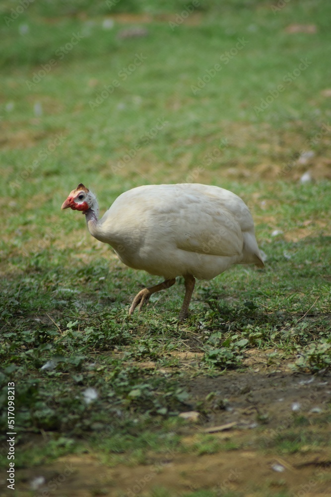 Obraz premium White guinea fowl in a farm. Rare albino guinea bird walking on green grass.