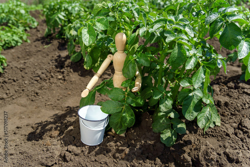 Potato cultivation, harvest concept. The concept of rural life and homemade vegetables. photo