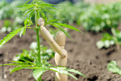 Ripening cannabis branches , growing cannabis for personal use for medical purposes. Selective focus photo