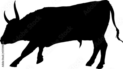 Isolated Bull Silhouette, Fighting Bull Silhouette in Vector